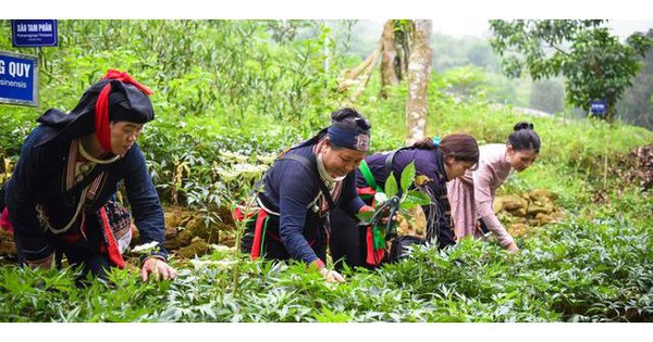 Hỏi-Đáp pháp luật: Đối tượng và thời hạn cho vay của chính sách tín dụng ưu đãi đầu tư, hỗ trợ vùng trồng dược liệu quý